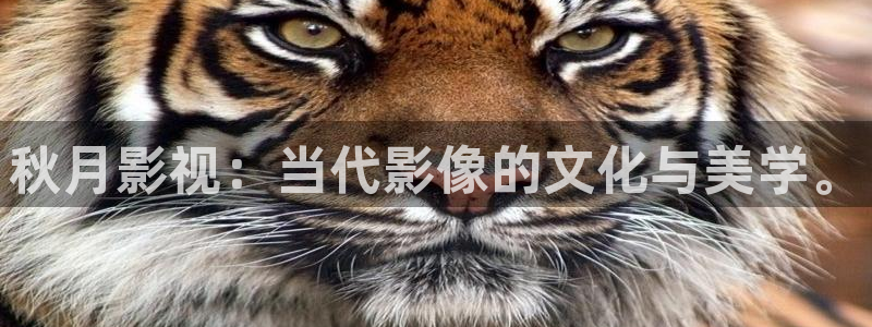 五杀影院在线观看免费最新：秋月影视：当代影像的文化与美学。